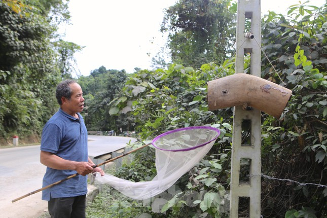 Khi phát hiện ong sứ đang đi tìm chỗ, người thợ săn sẽ treo các tổ đã làm sẵn ở các gốc cây, cột điện hoặc các khu vực có ong.