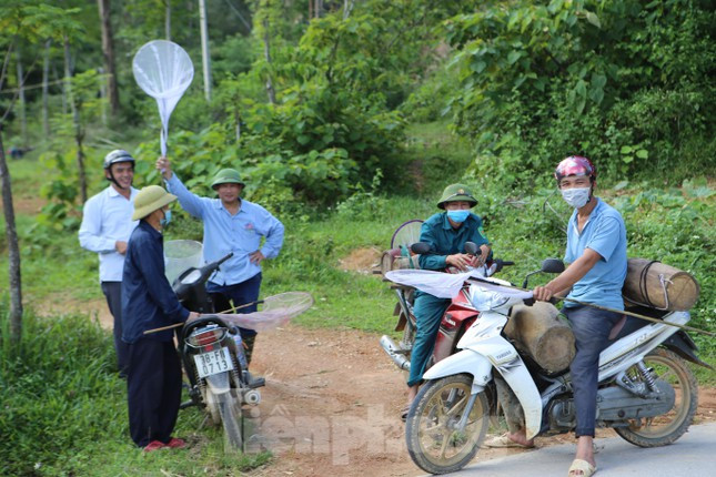 Sau khi săn được đàn ong, thợ săn sẽ đưa về nuôi tại nhà, từ khoảng 2 - 3 tháng sẽ cho thu hoạch mật.