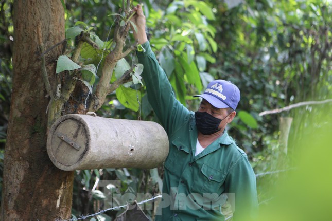 Sau nhiều năm săn ong, hiện tại anh Lê Trung Thi đã có hơn 30 tổ ong nuôi tại nhà. Năm nào dịp này anh cũng vào các khu rừng để săn ong sứ về nuôi. Trong ảnh anh Thi đang treo tổ dưới gốc cây để bắt ong sứ.