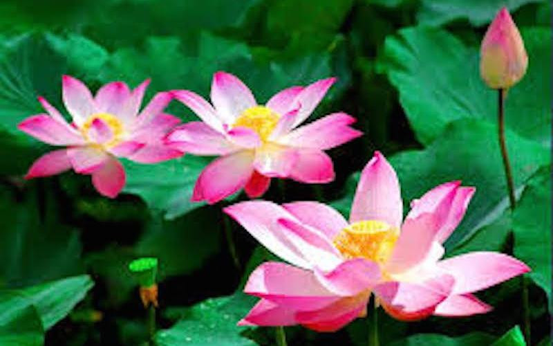 Nen dat 5 loai cay nay trong nha vao 3 thang cuoi nam