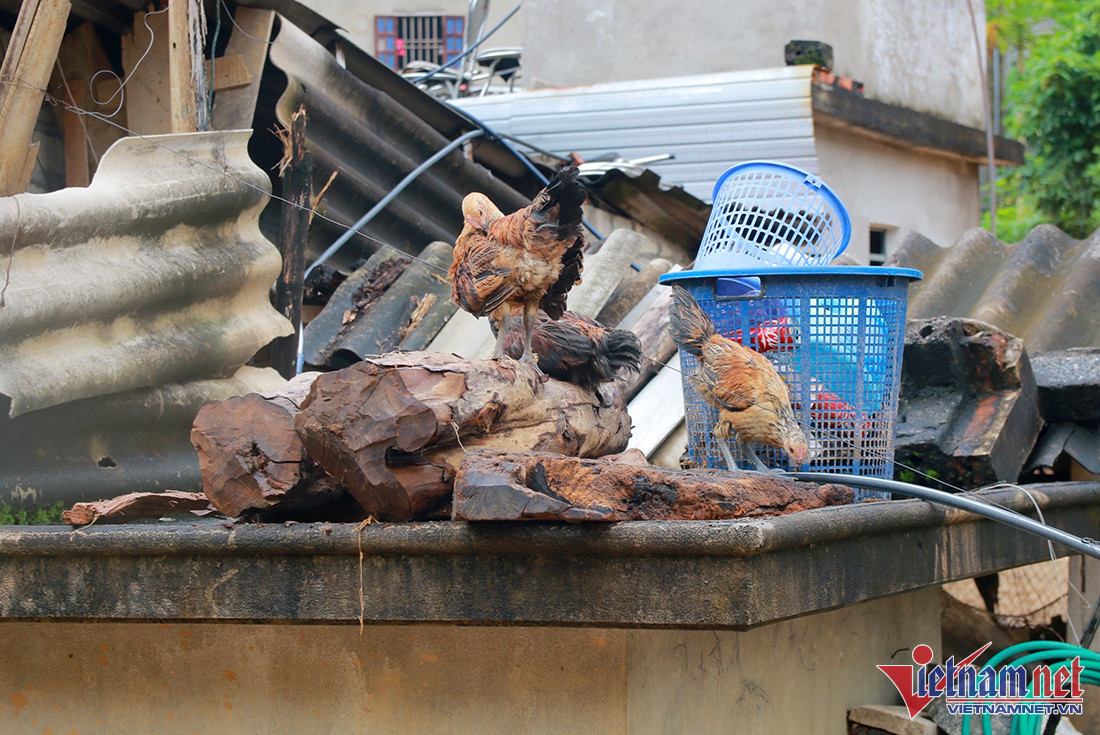 Gà leo lên nóc nhà sau trận lũ quét. 