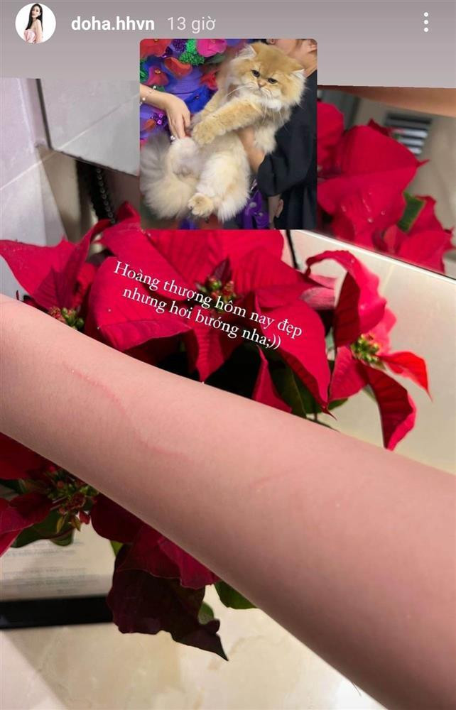 Sau đêm diễn, Hoa hậu Việt Nam 2020 chia sẻ hình ảnh cánh tay bị trầy xước trên mạng xã hội. Theo đó, chú mèo đã vô tình cào Đỗ Thị Hà trong lúc rời khỏi vòng tay cô. "Hoàng thượng hôm nay đẹp nhưng hơi bướng nha", chân dài Thanh Hóa hóm hỉnh viết kèm.
