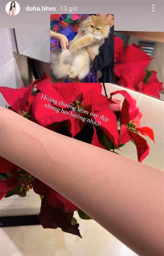 Sau đêm diễn, Hoa hậu Việt Nam 2020 chia sẻ hình ảnh cánh tay bị trầy xước trên mạng xã hội. Theo đó, chú mèo đã vô tình cào Đỗ Thị Hà trong lúc rời khỏi vòng tay cô. "Hoàng thượng hôm nay đẹp nhưng hơi bướng nha", chân dài Thanh Hóa hóm hỉnh viết kèm.