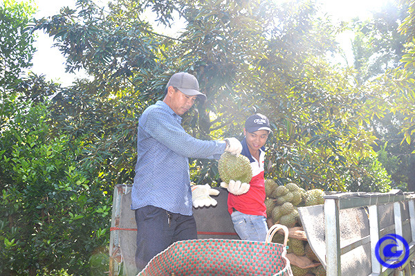 Sầu riêng Tiền Giang “lội ngược dòng” tăng giá, dân cắt bán là trúng Sau rieng Tien Giang “loi nguoc dong” tang gia, dan cat ban la trung