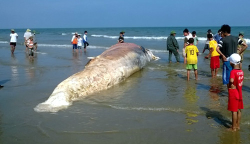 Xác cá voi bị phân hủy nặng.