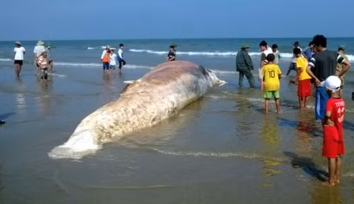 Xác cá voi bị phân hủy nặng.