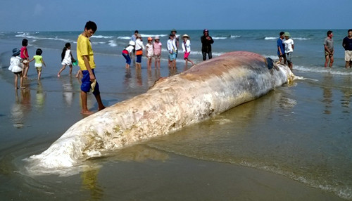 Xác cá voi nặng hàng chục tấn.