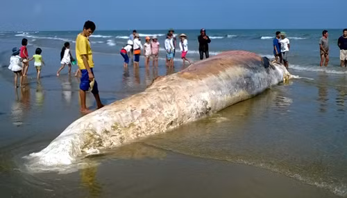 Xác cá voi nặng hàng chục tấn.