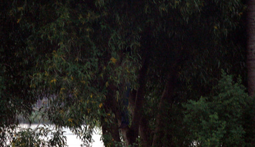 Khu vực cô gái treo cổ trên cây