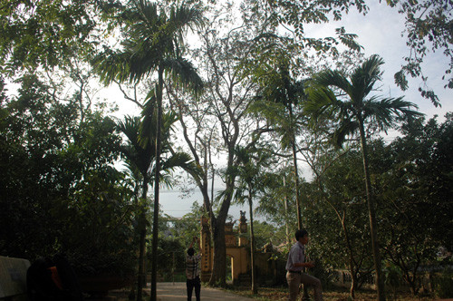 Cây sưa 200 năm tuổi đang héo úa.