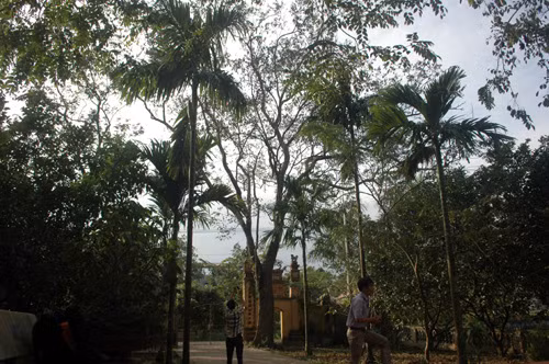 Cây sưa 200 năm tuổi đang héo úa.