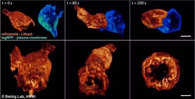 Hình ảnh quá trình nhiễm trùng trong cơ thể.