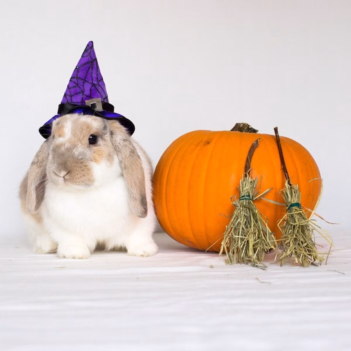Chú thỏ đáng yêu với mũ, chổi phù thủy, và trái bí ngô.
