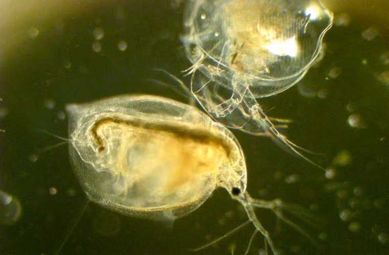 Nếu môi trường thoáng đãng hơn, những con cái chăm chỉ lại chiếm 100% quân số, vì những con đực đã biến mất, hay nói đúng hơn là lại chuyển thành cái.