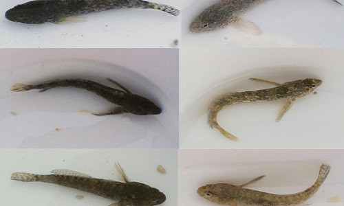 Loài cá bống trắng có khả năng thay đổi màu sắc cơ thể“thần tốc”, chỉ trong 1 phút.