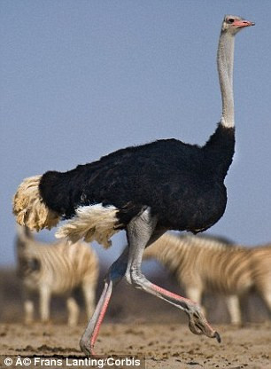 Chuyển động linh hoạt của đà điểu là điều mơ ước của các nhà thiết kế robot.