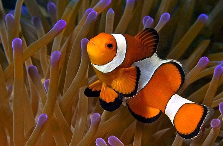 Khi con cá hề cái chết, con đực sẽ… biến thành con cái và tiếp tục thực hiện giao phối với con đực tiếp theo trong đàn.