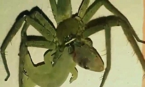 Nhện cắm ngập những chiếc răng nanh chứa nọc độc vào cổ tắc kè.