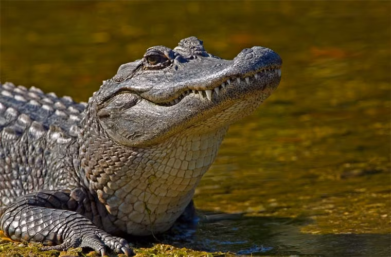 Cá sấu châu Mỹ (Alligator) được đưa vào nhiệt độ cao nở ra hầu hết con đực, còn nếu ở nhiệt độ thấp thì cho ra hầu hết con cái.