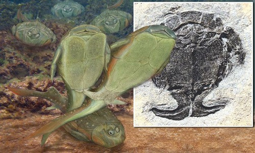 Loài động vật đầu tiên có quan hệ tình dục.