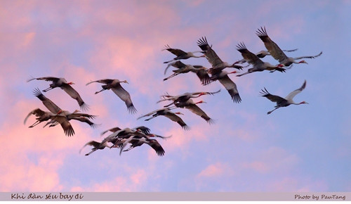 Sếu về tổ (ảnh: Tang A Pau).