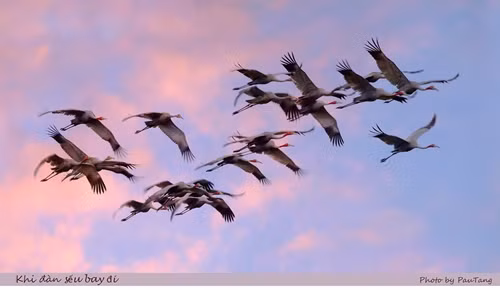 Sếu về tổ (ảnh: Tang A Pau).