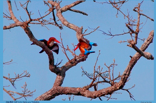 Các tác phẩm được trưng bày theo ba chủ đề: nét đẹp di sản thiên nhiên Việt Nam; sự đa dạng của các loài động vật, thực vật quý hiếm trong rừng Việt Nam; Rừng ơi! (mô tả những cánh rừng bị tàn phá bởi sự thiếu ý thức của con người). Ảnh: Chim bói cá Vườn Quốc gia Yordon (tác giả: Tang A Pau).