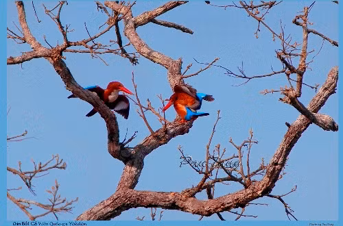 Các tác phẩm được trưng bày theo ba chủ đề: nét đẹp di sản thiên nhiên Việt Nam; sự đa dạng của các loài động vật, thực vật quý hiếm trong rừng Việt Nam; Rừng ơi! (mô tả những cánh rừng bị tàn phá bởi sự thiếu ý thức của con người). Ảnh: Chim bói cá Vườn Quốc gia Yordon (tác giả: Tang A Pau).