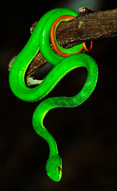 Rắn lục đuôi đỏ (ảnh: Nguyễn Cảnh Toàn).
