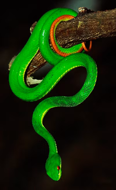 Rắn lục đuôi đỏ (ảnh: Nguyễn Cảnh Toàn).
