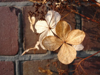 Khi bạn trưng hoa khô trong không gian, mọi thứ sẽ trở nên vô cùng khó khăn cho bạn. Hãy cải thiện tình hình này bằng cách mua một chậu hoa tươi để ngay cửa ra vào, nó sẽ tiếp thêm sinh lực cho bạn mỗi ngày mới.