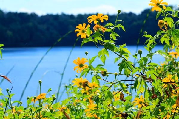 Thời điểm đẹp nhất để thăm Pleiku là cuối tháng 11 khi dã quỳ vàng trải thảm hai bên đường cùng hương cà phê lan tỏa trong nắng sớm.