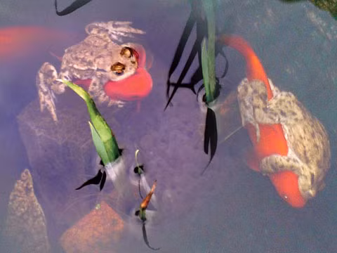 Hai chú cá vàng bị ếch cưỡi. (Nguồn: Andree Siwadi)