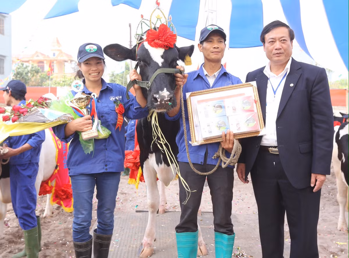 TGĐ Trần Công Chiến trao vương miện cho “cô bò” mang số hiệu 2771 của gia đình ông Dương Văn Nội đơn vị Vườn Đào 2, thị trấn Nông trường Mộc Châu, Sơn La