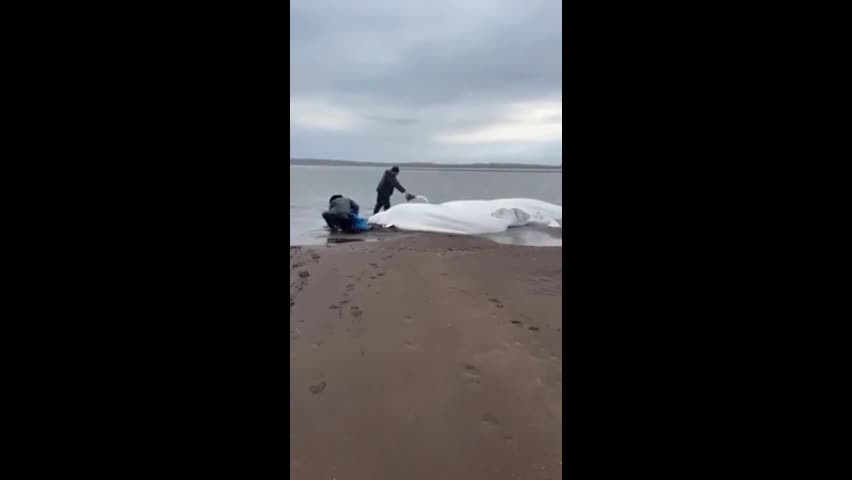 Video: 5 con cá voi trắng mắc cạn được ngư dân giải cứu Video: 5 con ca voi trang mac can duoc ngu dan giai cuu
