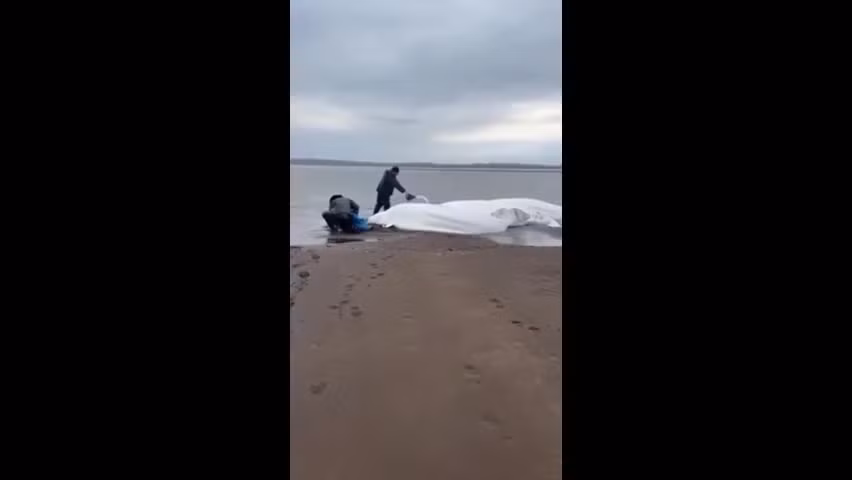 Video: 5 con ca voi trang mac can duoc ngu dan giai cuu