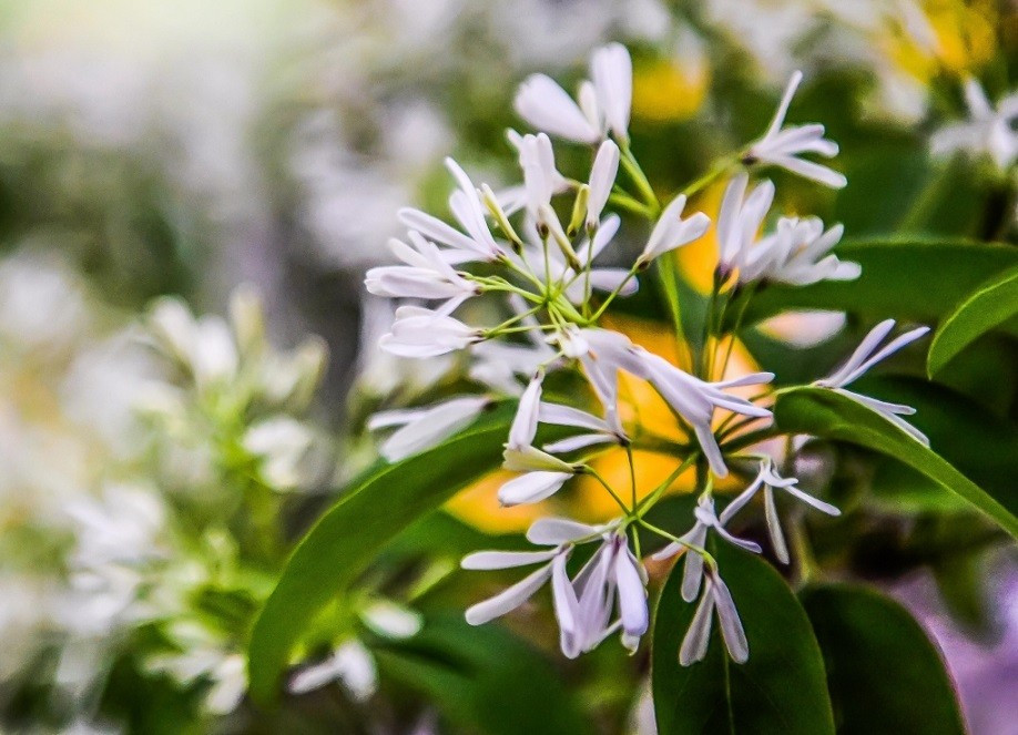 Hoa tỏa mùi thơm nhàn nhạt đặc trưng. Cánh hoa mảnh mai, thường là bốn cánh. Mỗi cơn gió nhẹ thổi qua khiến nó tung bay như tuyết. Vì thế, nó còn được gọi là hoa tuyết tháng tư. Ảnh: Xinhua, Huanqiu, People.