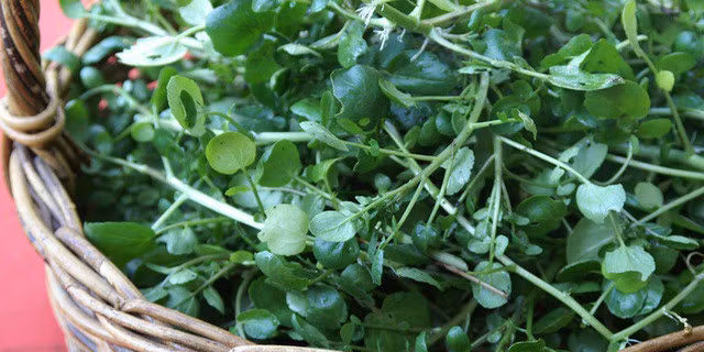 5 dieu can biet ve cai xoong - loai rau tot nhat the gioi