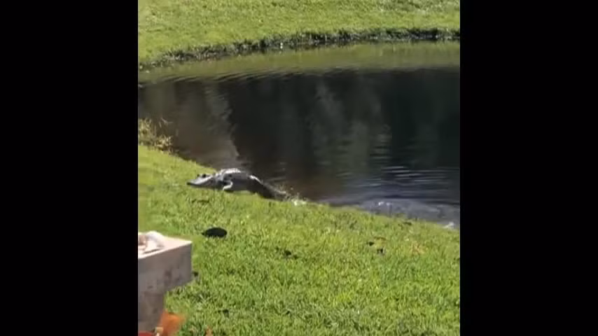 Video: Ca sau quang quat, an thit ran khung ngay truoc mat nguoi dan