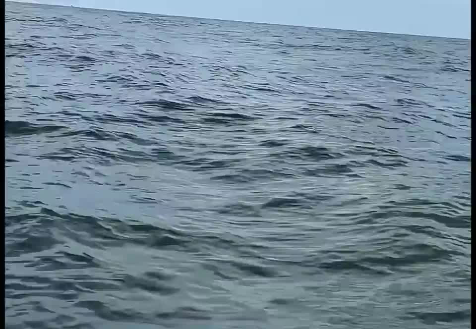 Video: Cá heo hồng nhảy múa ngoài khơi Trung Quốc Video: Ca heo hong nhay mua ngoai khoi Trung Quoc