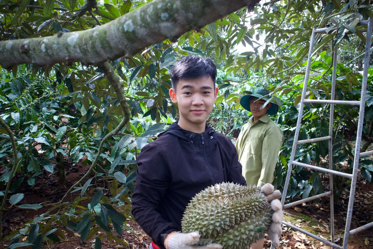 Thở phào nhẹ nhõm, vui mừng khi đỡ thành công trái sầu riêng.