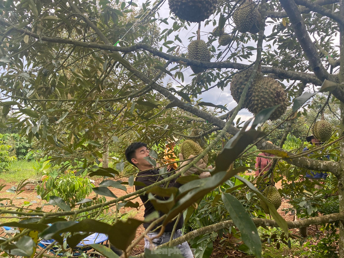 Nín thở đỡ những trái sầu riêng nặng từ 3-6kg rơi từ trên cao xuống.