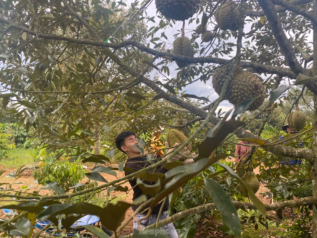 Nín thở đỡ những trái sầu riêng nặng từ 3-6kg rơi từ trên cao xuống.