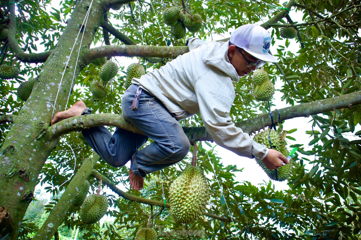 Người thợ "gõ" trái sầu riêng.