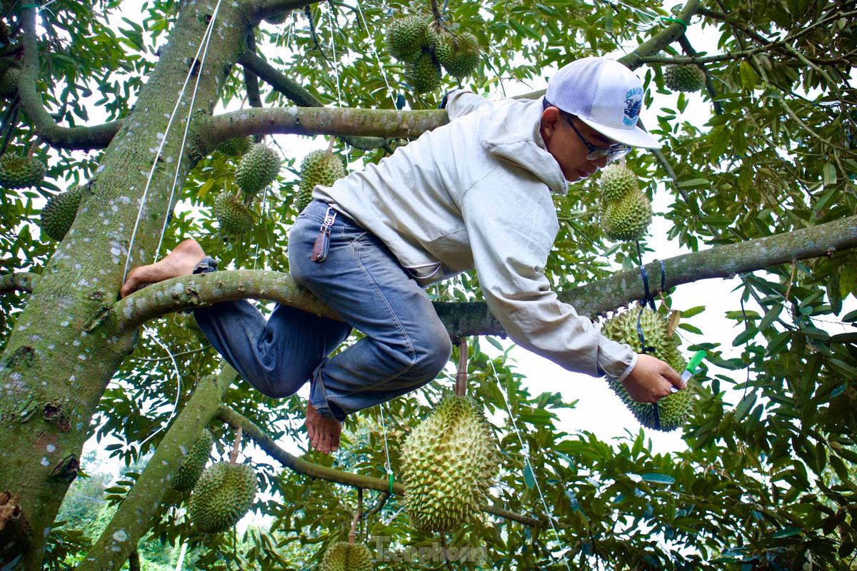 Người thợ "gõ" trái sầu riêng.