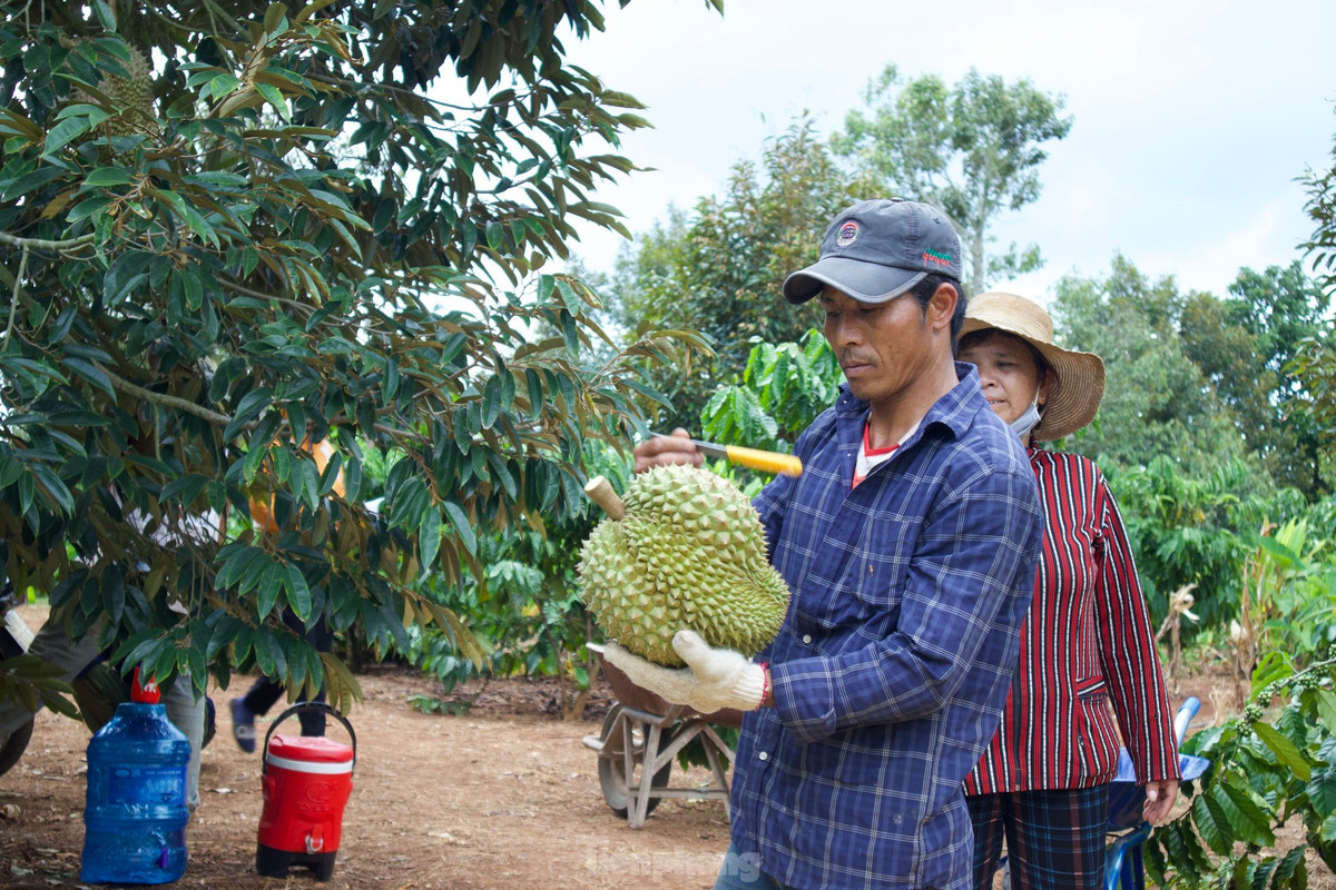 Người thợ "gõ" kiểm tra, phân loại từng quả sầu riêng để tính tiền cho người dân.