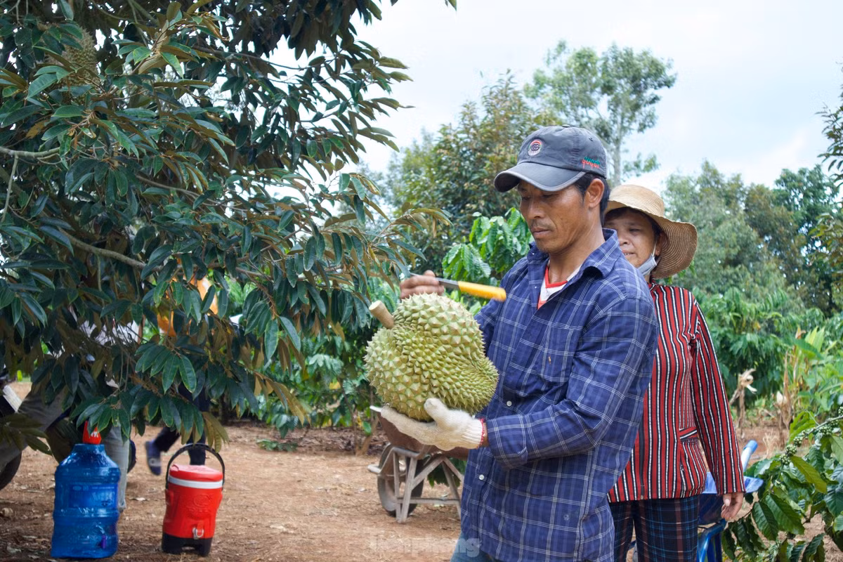 Người thợ "gõ" kiểm tra, phân loại từng quả sầu riêng để tính tiền cho người dân.