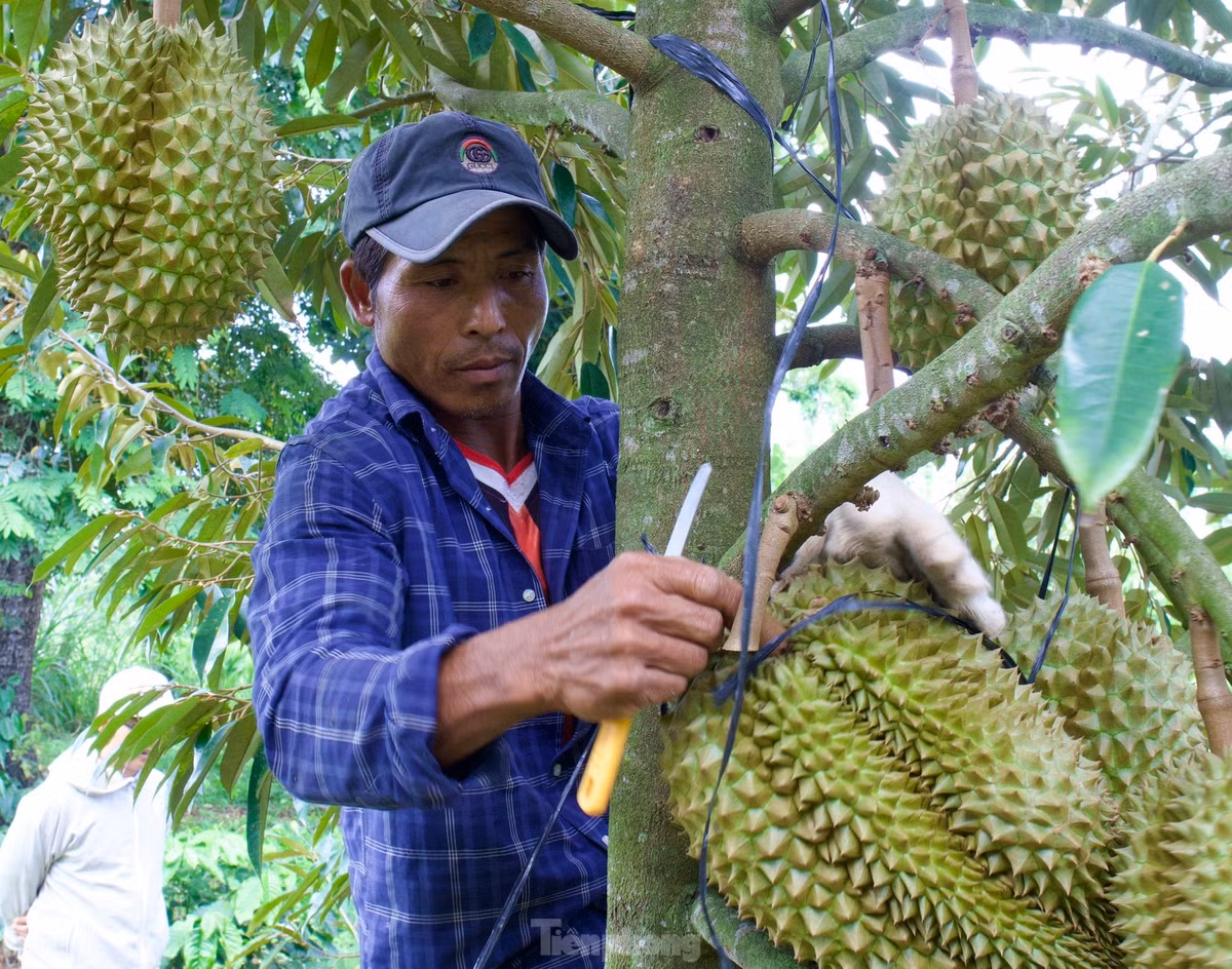 Hiện nay, Đắk Lắk đang trong mùa vụ thu hoạch sầu riêng - “vua” của các loại trái cây. Tuy nhiên, việc thu hái sầu gặp nhiều khó khăn, nguy hiểm nên loại quả này rất kén người “thẩm định”.