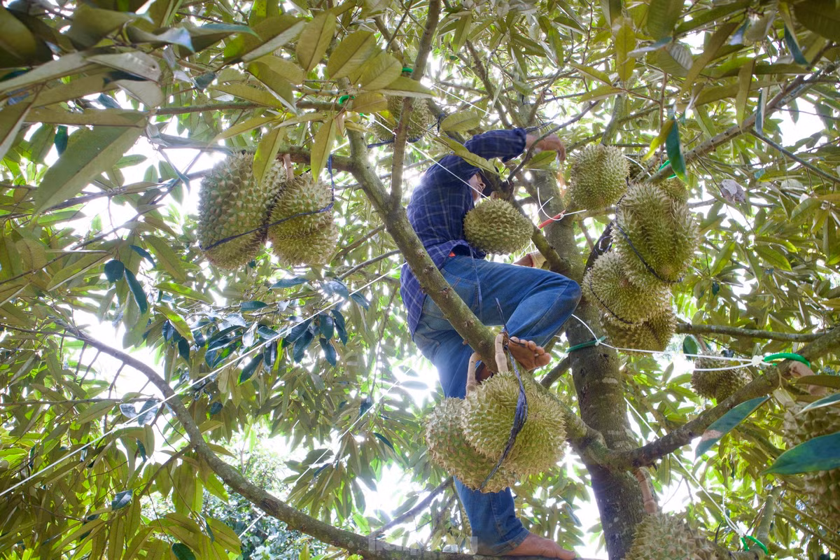 “Tuy nhiên, người theo nghề luôn phải cẩn thận, tập trung, đặc biệt phải biết lựa thế để trèo lên cây, chọn cành chắc chắn để bám nhằm hạn chế tai nạn xảy ra. Những vườn cây trên 20 năm, cây cao từ 7-12m trái ở xa, cành có nhiều rêu bám, dễ gãy nên chúng tôi luôn cẩn thận để tránh gặp phải tai nạn nghề nghiệp", ông Nam chia sẻ thêm.