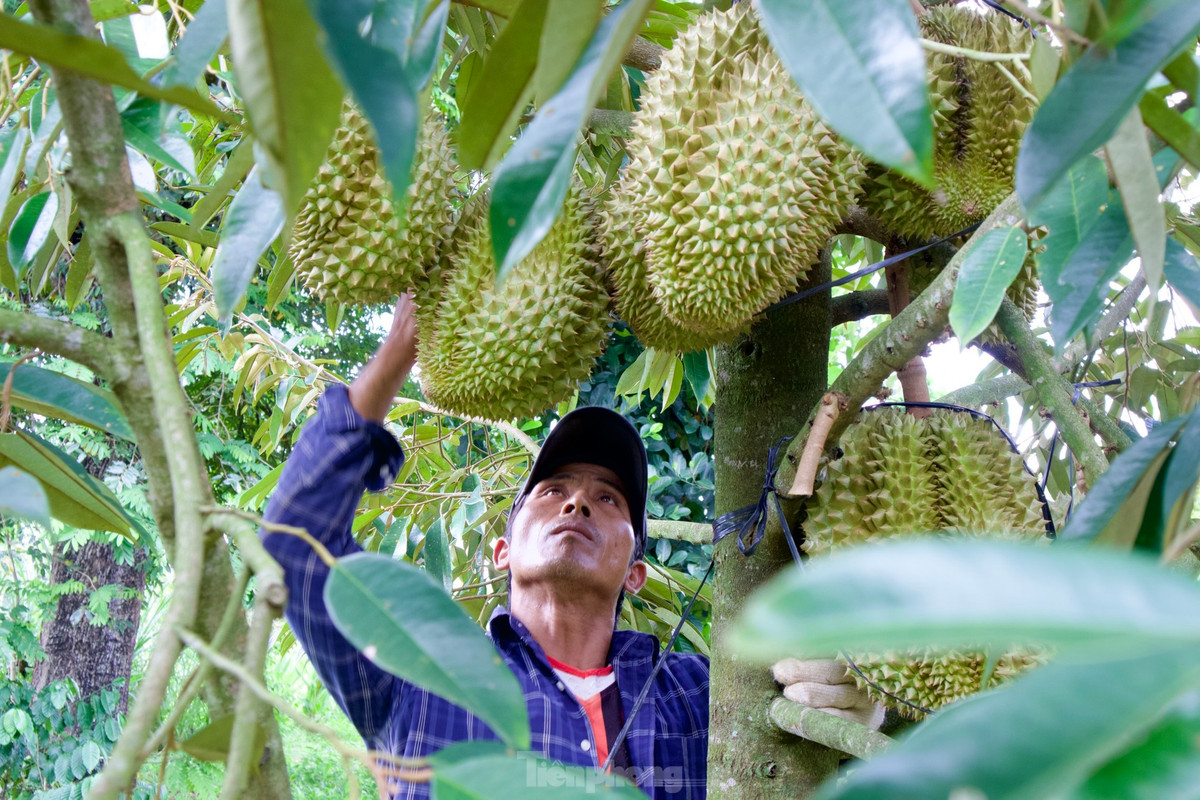 Năm nay, sầu riêng được giá không chỉ mang lại niềm vui cho nông dân mà còn mang lại thu nhập cao cho những người làm nghề “gõ” sầu riêng. Với những người có kinh nghiệm “gõ” có thể kiếm từ 1-3 triệu đồng/người/ngày.